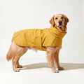 Golden Retriever in the yellow storm shell dog jacket with tall collar