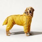 Golden Retriever in the yellow full-body rain suit with tail cover