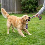 Golden Retriever playing tug-of-war with the rope toy