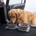 Golden Retriever drinking from the travel bowl in a car trunk