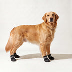 Golden Retriever wearing black winter boots
