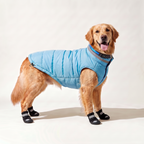 Golden Retriever wearing the Winter Night Walk Kit: blue winter jacket, black reflective boots and LED collar