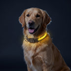 LED dog collar glowing in the dark