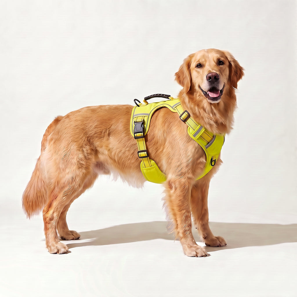 Golden Retriever wearing the yellow hi-vis harness