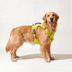 Golden Retriever wearing the yellow hi-vis harness