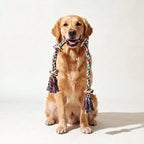 Golden Retriever holding the rope toy