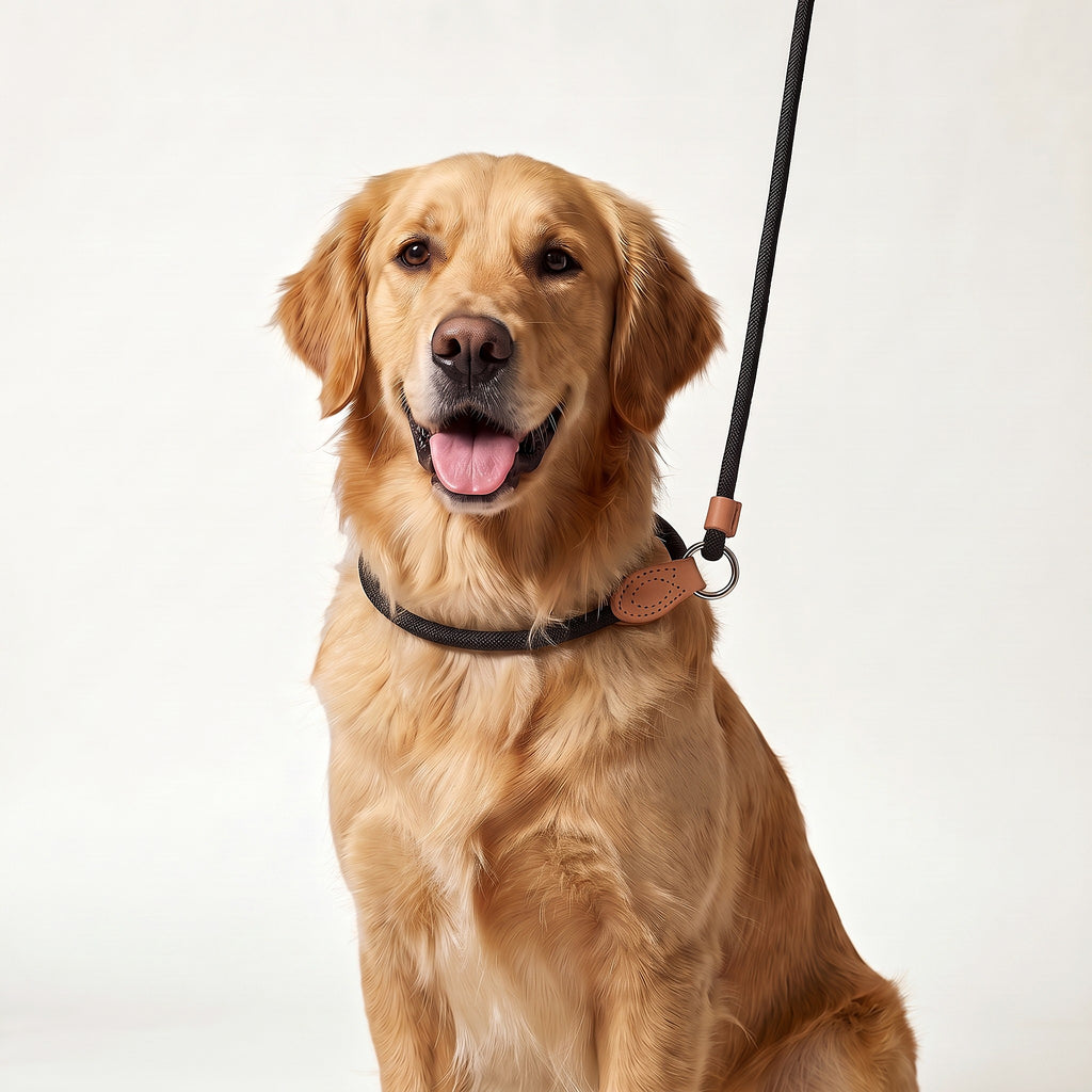 Golden Retriever wearing the rope slip lead